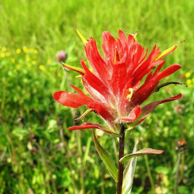 indian paintbrush plant