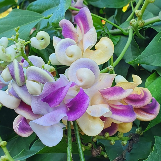 Snail Vine Flower Essence (Research) Freedom Flowers® LLC