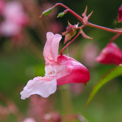 Side view of pink Impatiens flower