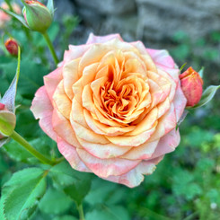 Pink and yellow fully opened Crazy Love rose.