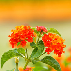 Bright red/orange lantana camara flowers against a sunset.