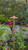 ENHANCER9-29 Area Light with 9" Round Hat (Natural Copper)
