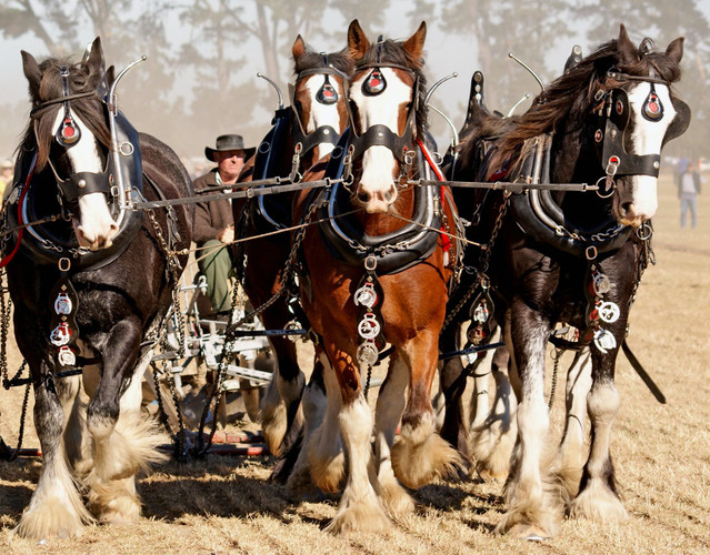 Clydesdale, Shire Horse and Percheron Treats: Feeding the Gentle Giants