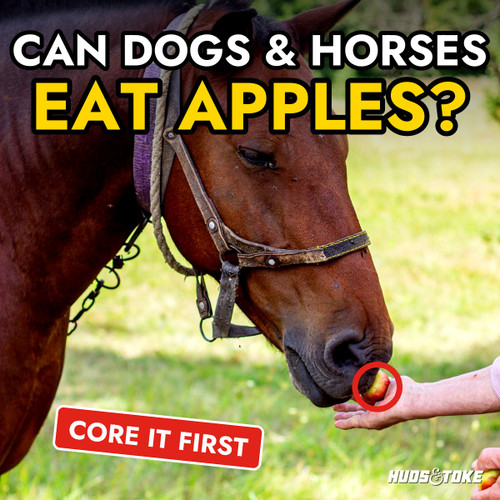 Can Dogs Eat Apples? Seeds, Cores, Skin and How Much Is Safe
