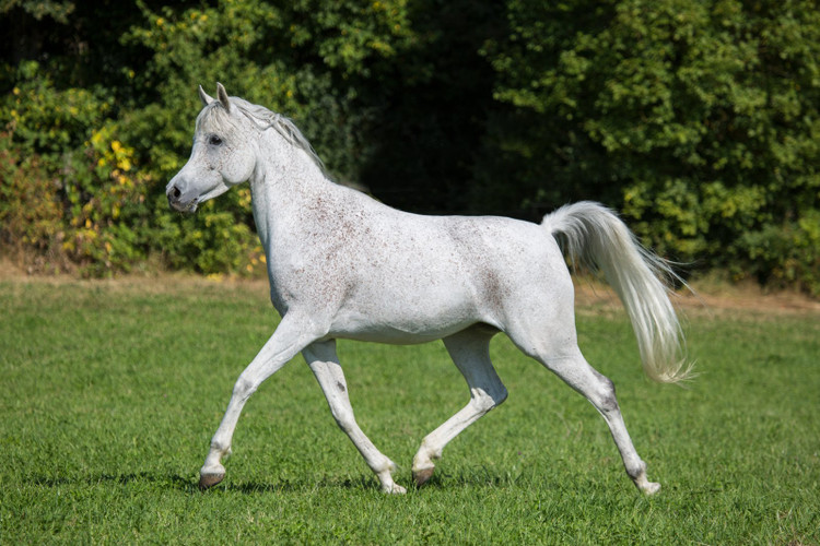 Thoroughbred and Arabian Treats: Feeding a Hot Blood