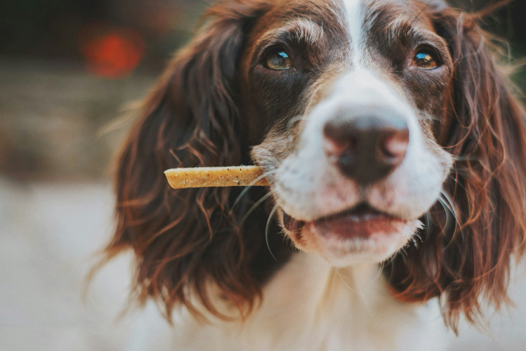 Safe Chews for Dogs: 14 Natural Chews Ranked for Your Dog's Teeth (Australian Guide)