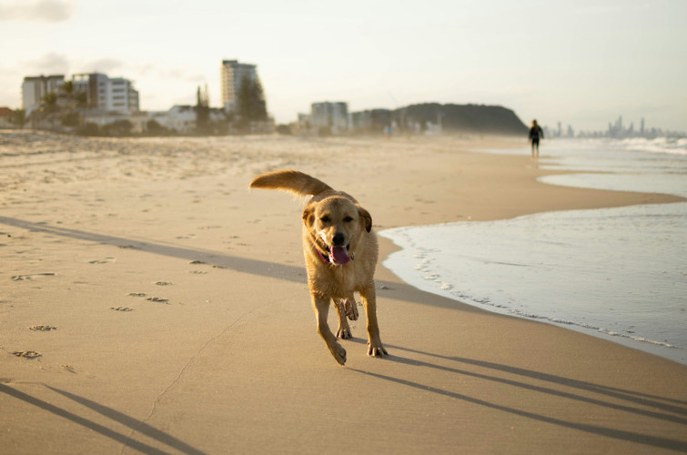 Are Fish Treats Good for Dogs? Benefits, Risks and How Much to Feed (an Australian Guide)