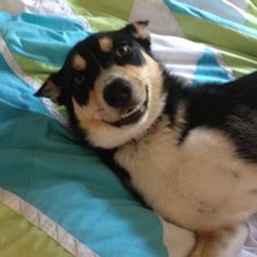 PET DENTAL TREATS VITAL TO GUM HEALTH
