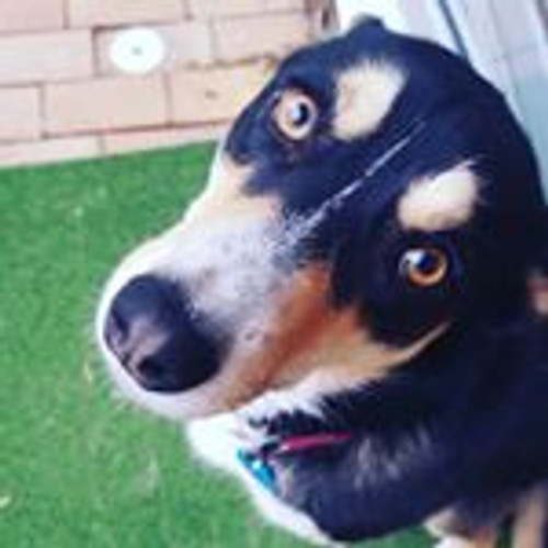 Can dogs catch a cold?