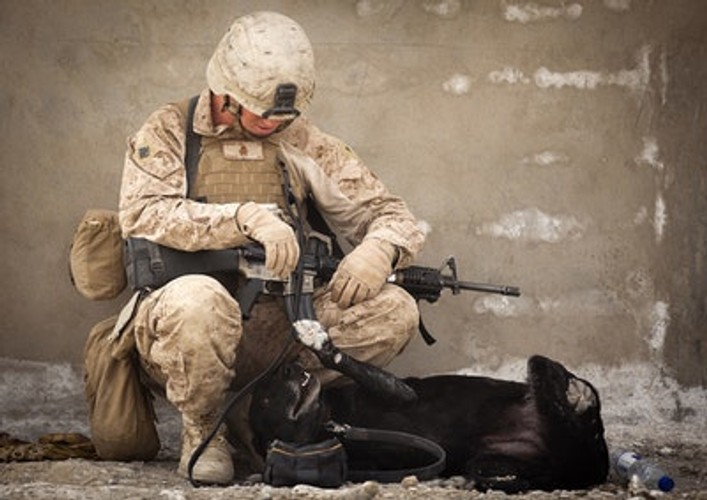 ANZAC DAY... A Time to Give Thanks For Their Sacrifice.... Men, Women , Pets and Animals