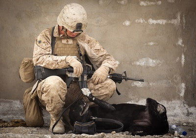 ANZAC Day: Honouring Humans & Animals