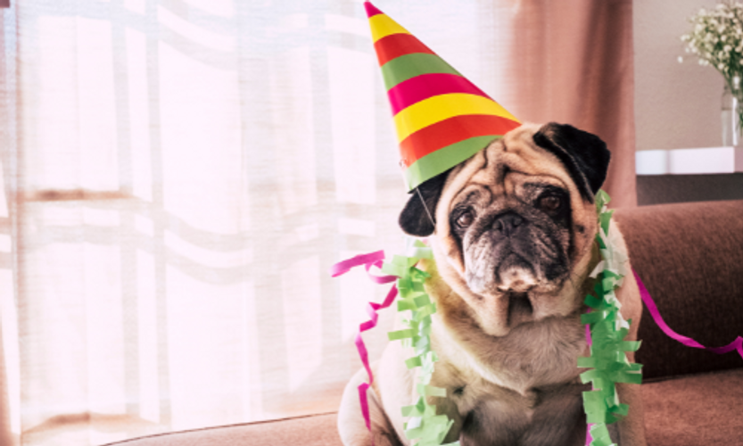 5 Reasons to Have  a Pets Birthday Party