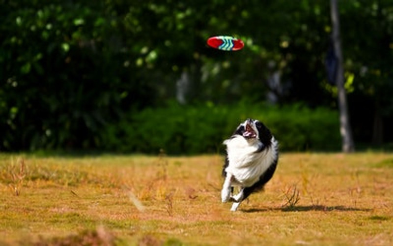 Dogs and Dog Parks..... 9 Things to Consider!