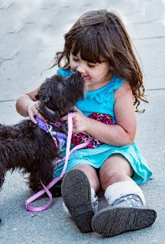 Huds and Toke Pet Treats Can Now Provide You With Dog Food.
