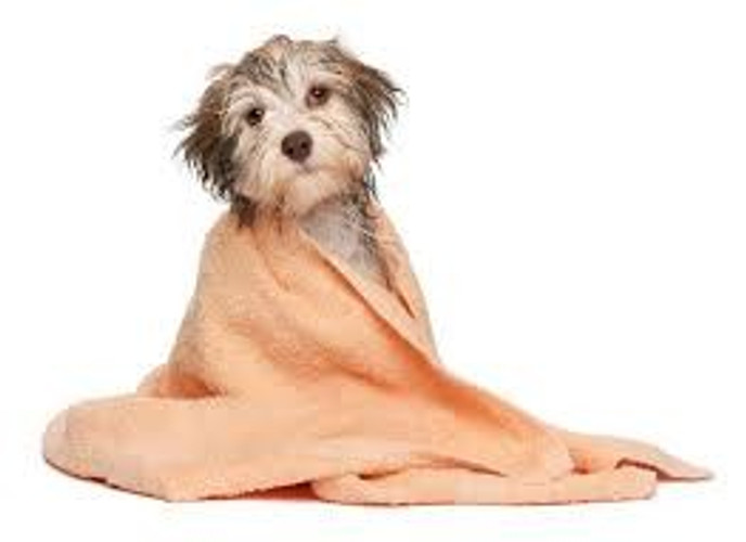 Huds and Toke Pet Treats Team Are Thinking About Those Who Are Flood Affected.