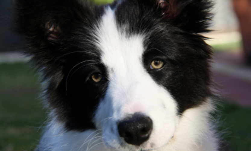 Dogs Give Affection in many Ways 