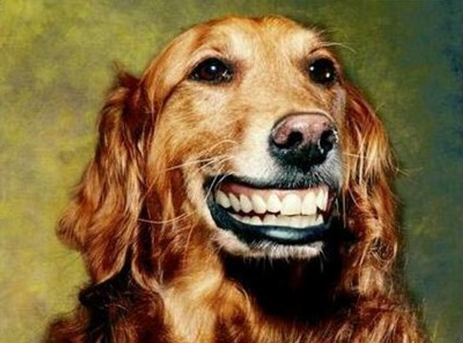 Gum Disease in Dogs