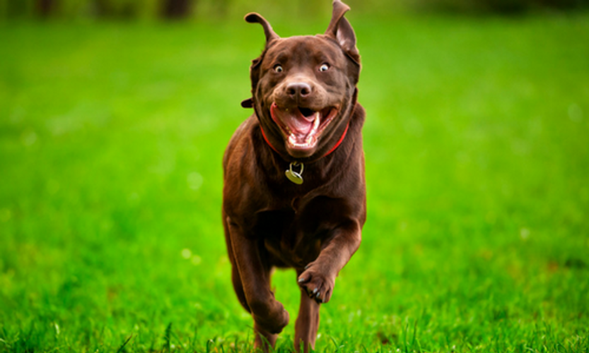 Keep Your Pet Safe At Night