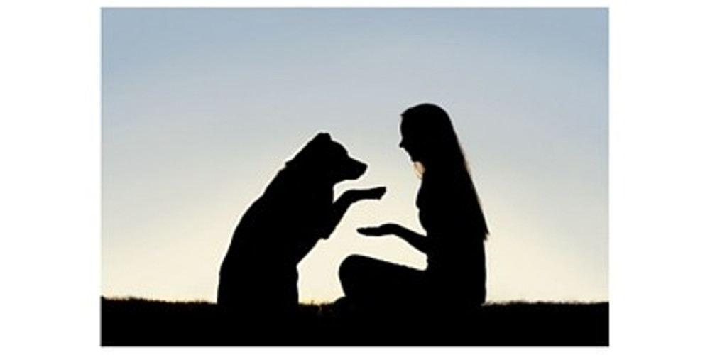 ADOPT A PET - IT CAN BE A GREAT OPTION!!!