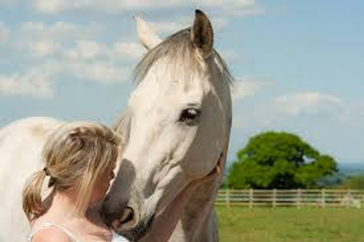 New Horse Treat -  Soft Pony Puddings By Huds and Toke