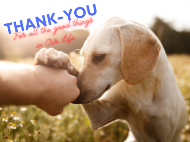 Time to Give Thanks.  And Presents.  Pet Treats can be a great Idea.