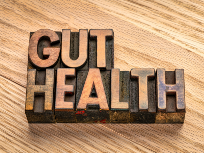 How To Keep Your Pets Gut Health In Good Condition