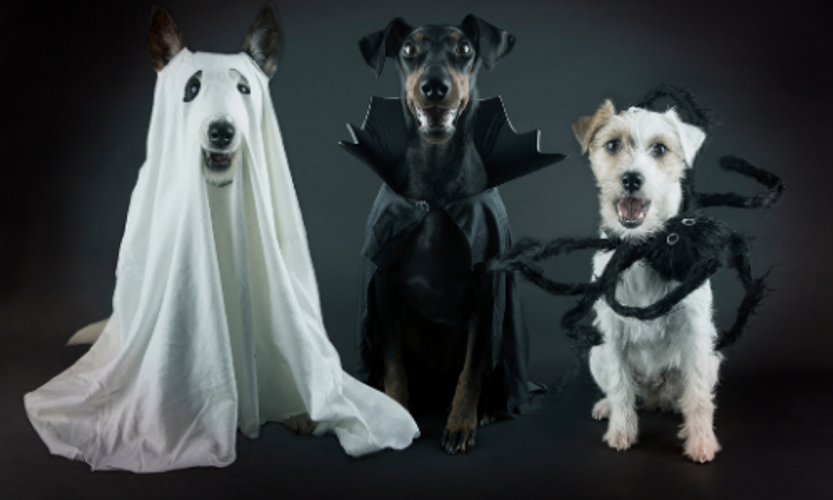 5 Ideas To Consider with your Pets and Halloween!