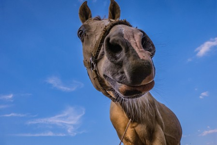 Beating the Summer Heat With Your Horses!