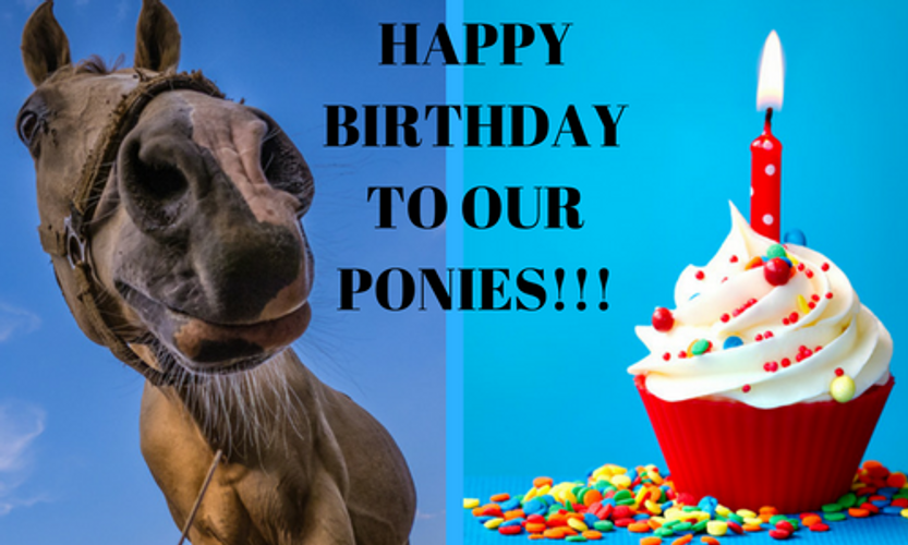 HAPPY BIRTHDAY TO OUR HORSES. LET'S ORGANISE A PONY PARTY?