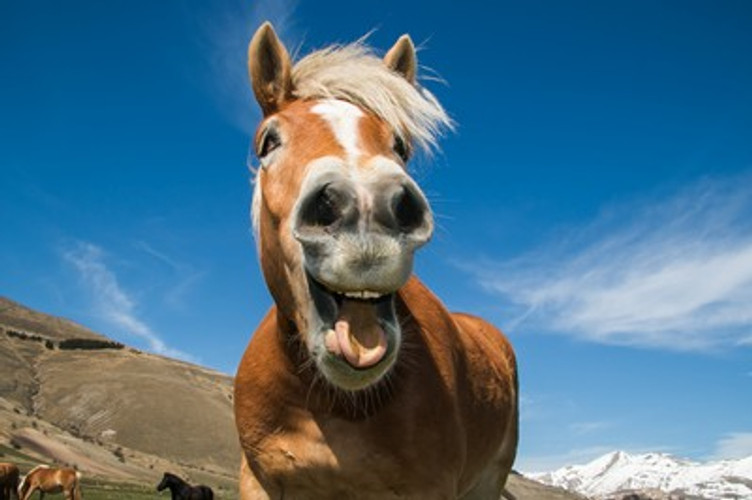 Play with your Horses and Learn.