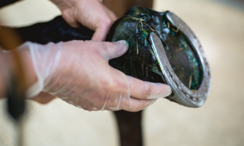 Hoof Health and the diet of a Horse.