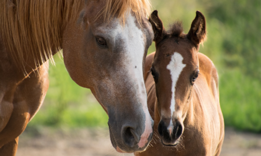 ​Navigating Stress in Horses!