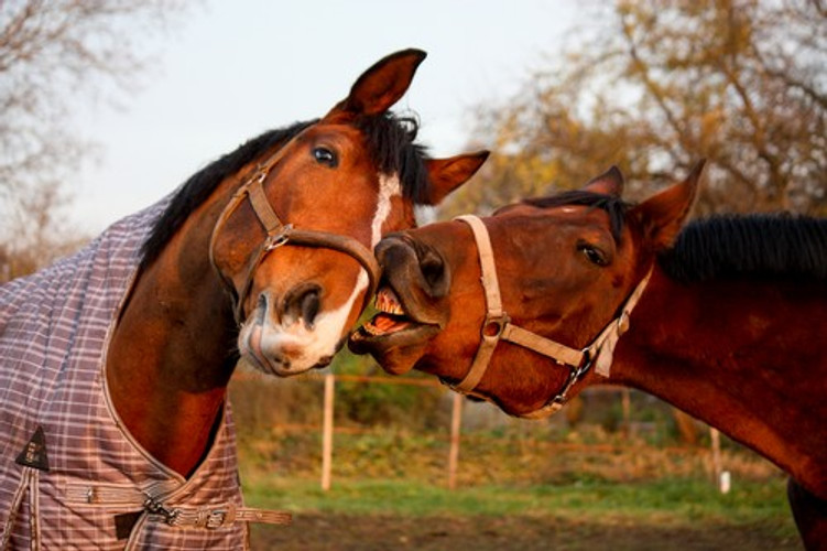 How do I celebrate my Horses Birthday?  Gourmet Horse Treats of course!