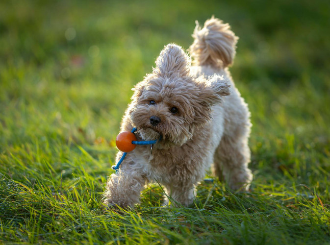 What Treats Can I Give My Cavoodle? An Aussie Guide | Huds and Toke