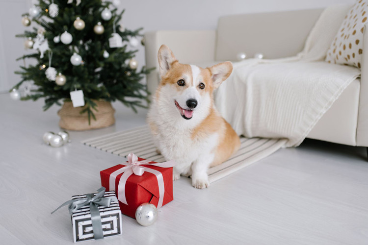 29 Christmas Gifts for Dogs That Aussie Pups Actually Want (2026)