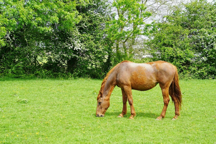 Safe Treats for Laminitic Horses: An Australian Vet-Informed Guide to Low-Sugar Feeding