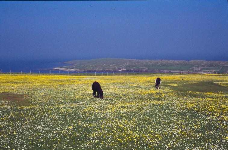 Shetland, Welsh and Australian Pony Treats: The Easy Keeper Problem