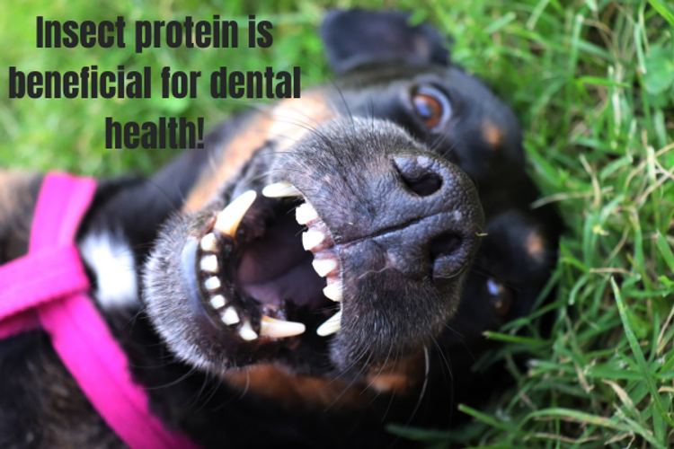 Insect Dog Treats may be great for your Dogs Dental Health!