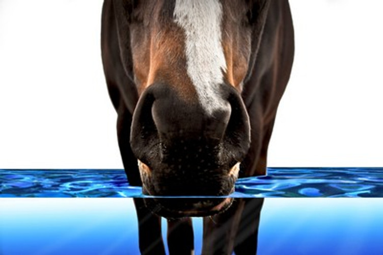 How Important is Water to my Horse?