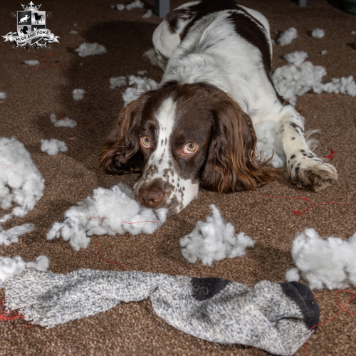 Huds and Toke Dog Hair Vacuum Cleaner Give-Away Competition