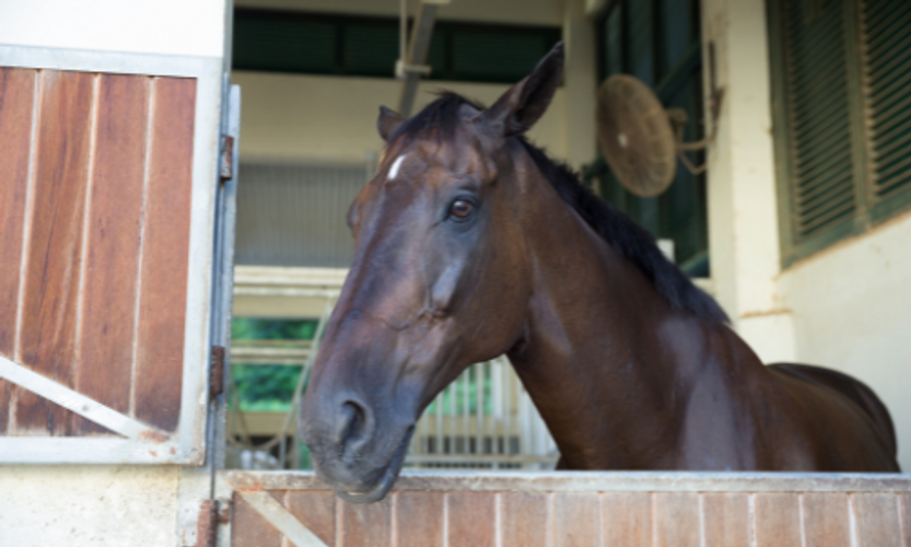 Clean Air In Your Horses Stable Is Important.