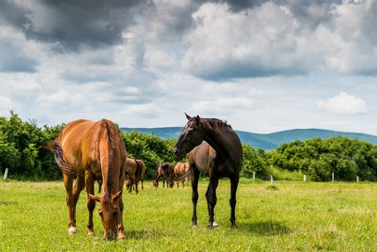 Horses in Small Paddocks - Things to Consider