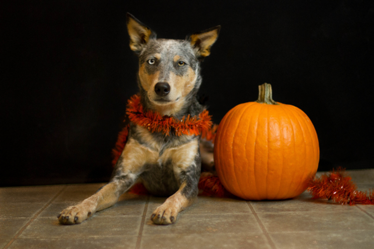 5 Health Benefits of Pumpkin for Dogs