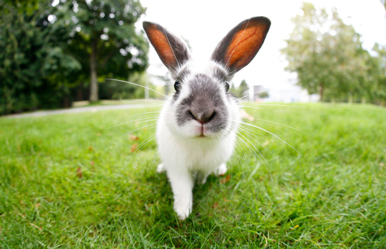 Happy Easter to Pets & Their Families