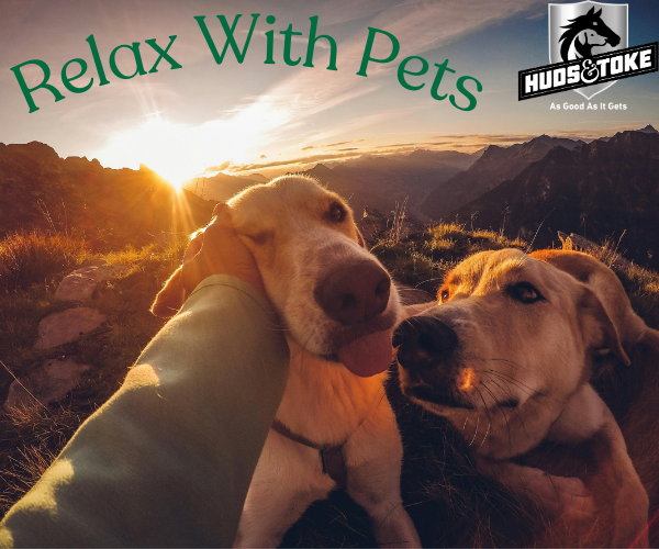 Mindfulness Tips with Pets and Ponies.