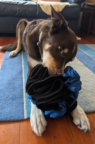 8 Tips for Busy People with Pet Dogs