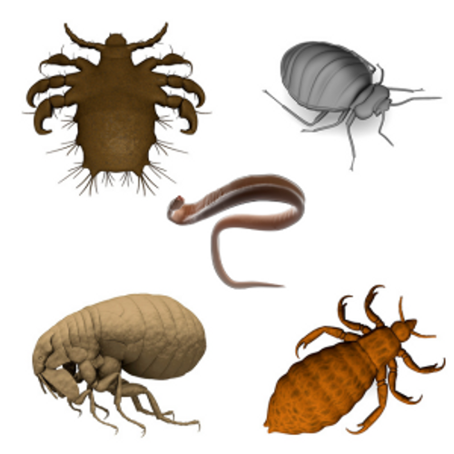 Parasite Control in Dogs and Horses as Spring Arrives 