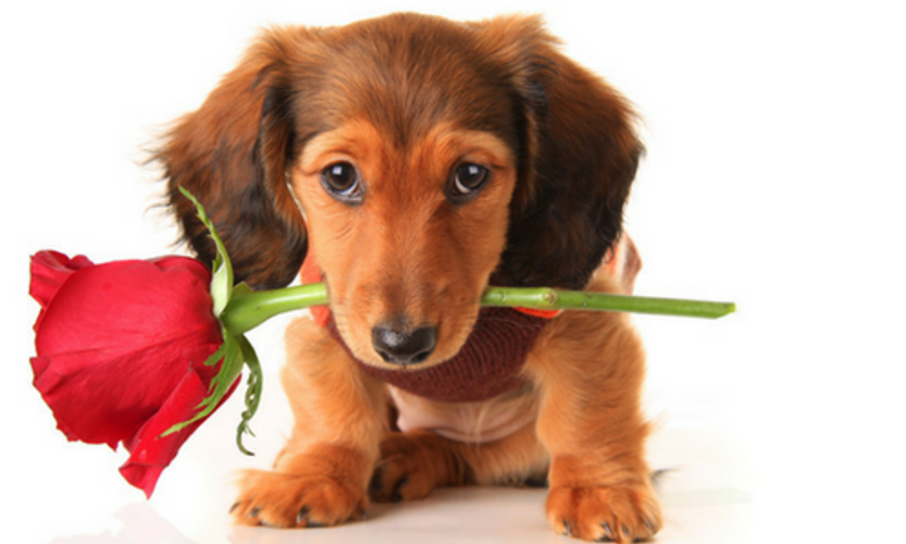 VALENTINES DAY IS FAST APPROACHING!!!!