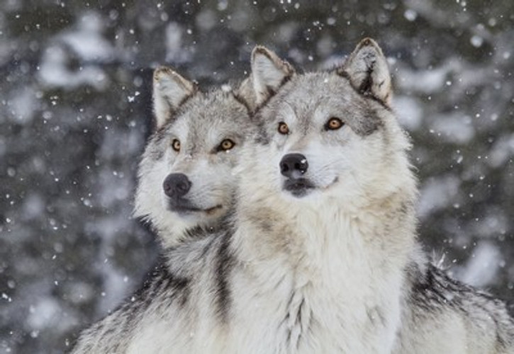 Is my Dog a Wolf?