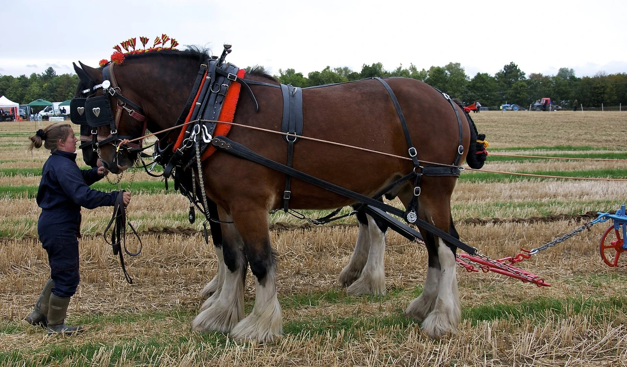 A pair of bay Shire horses with white feathered legs standing in plough harness on stubble, a handler at their heads